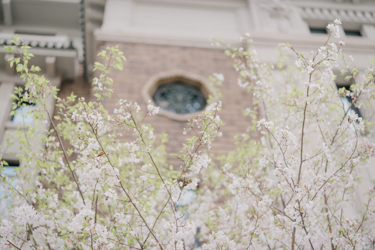 九段会館テラスの桜